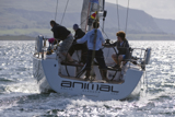 animal gbr1952l whw12 fri gjmc 9228